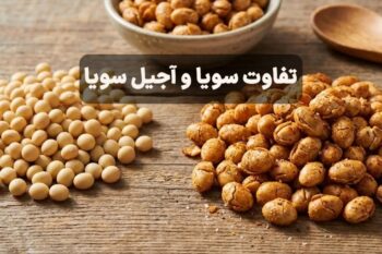 تفاوت سویا و آجیل سویا چیست؟ بررسی کامل کاربردها + خواص سویا آجیلی
