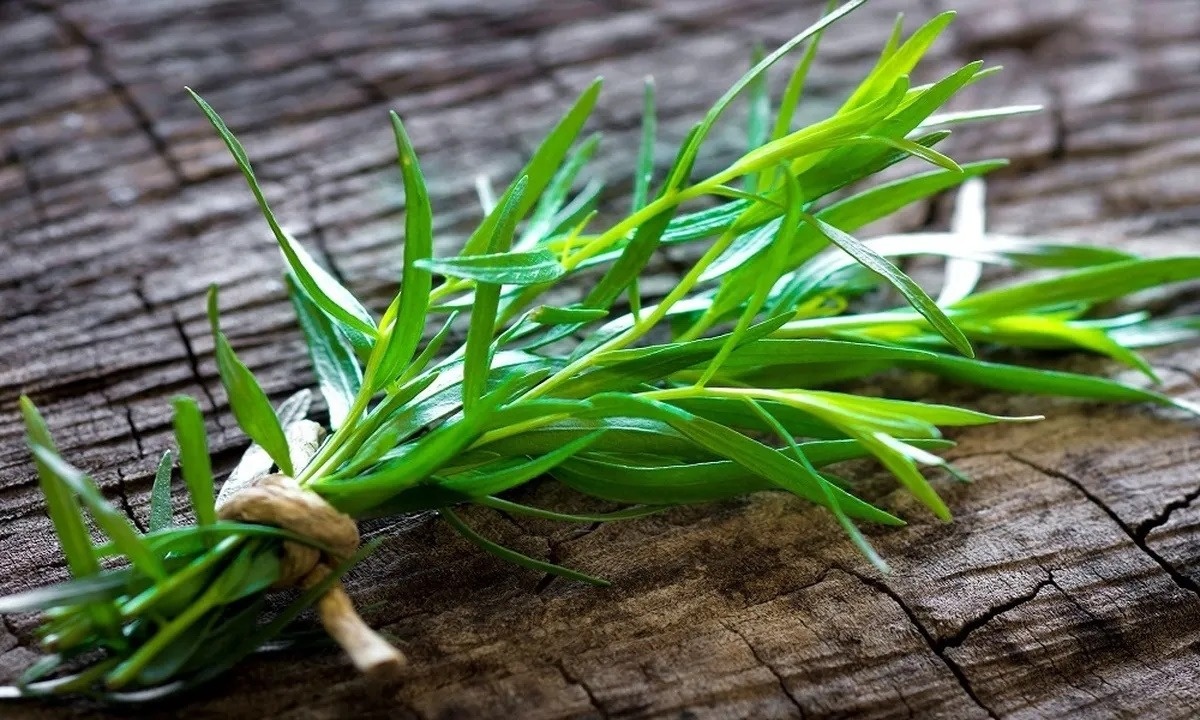 خواص ترخون؛ بررسی فواید ترخون تازه، خشک و روغن آن + طبع، دمنوش و عوارض مصرف
